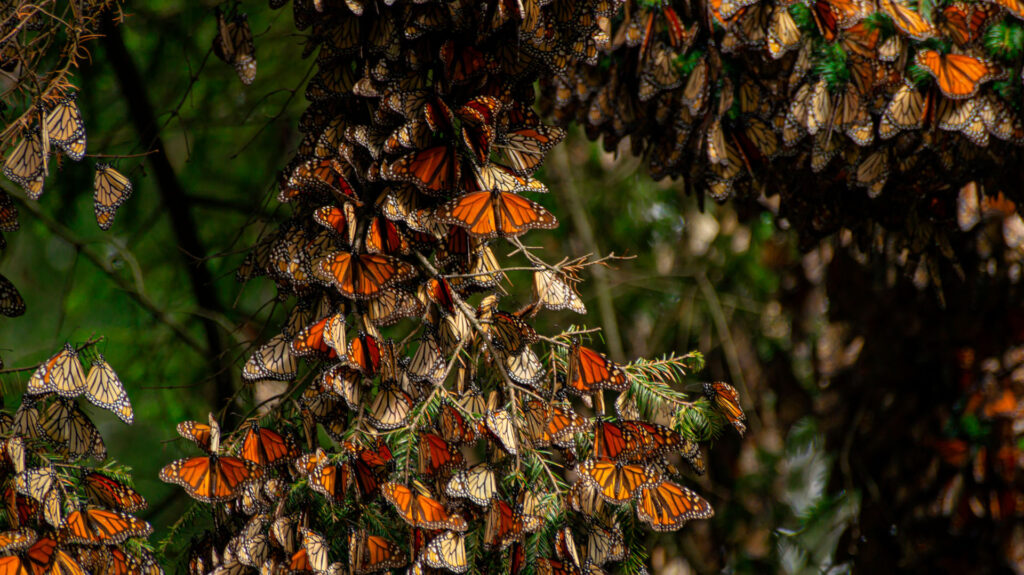 Mariposa Monarca