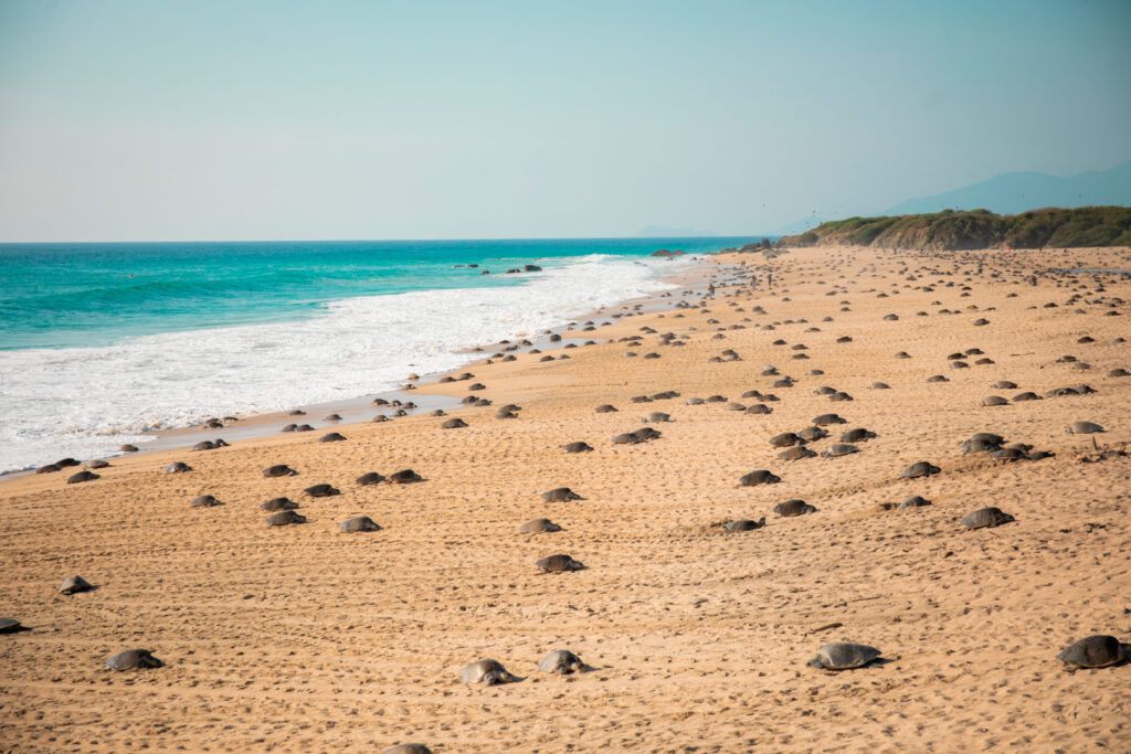 Desove de Tortuga Marina, Playas de Michoacán